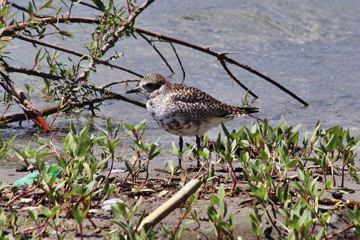 Piovanello ?? No, Pivieressa (Pluvialis squatarola)) in abito di transizione